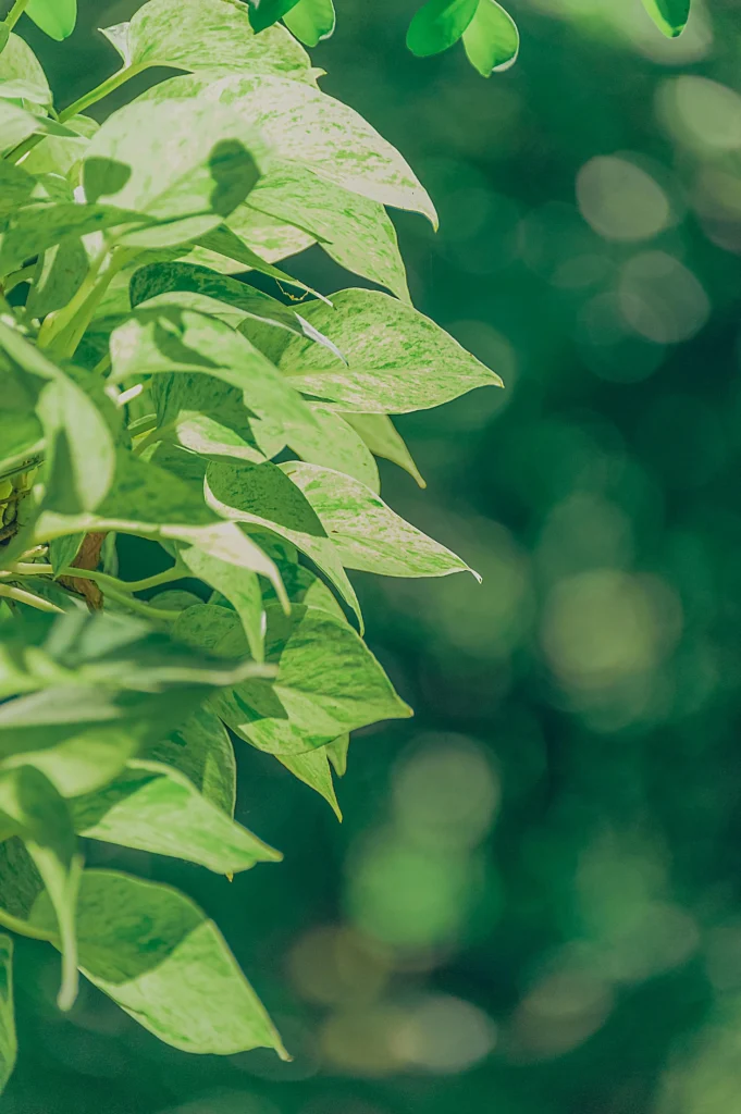 Close-up of green leaves against a blurred background